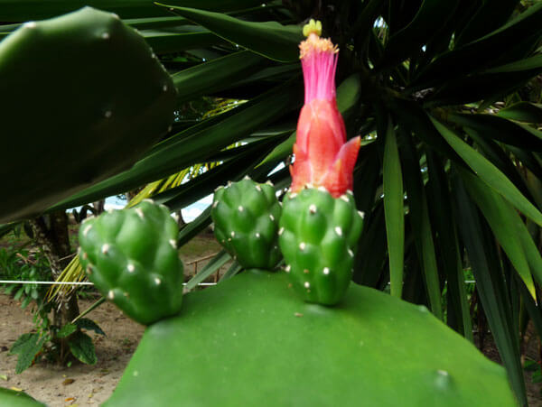 kaktus-cactus-flower-cabinas-yucca-puerto-viejo
