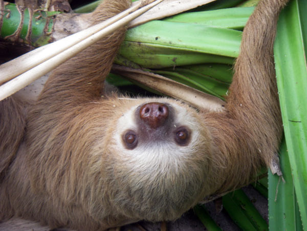 sloth-faultier-cabinas-yucca-puerto-viejo-animals-Sloth-Santuary-VS-Jaguar-Rescue-Center